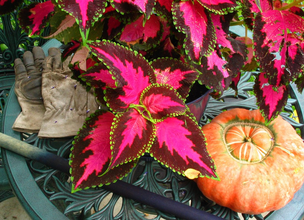 coleus w stick citycolor
